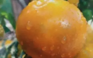 АВАНТЮРИСТ