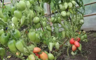 ФИЛИМОНОВНА