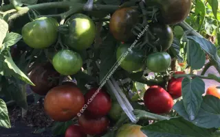 ТАЙНЫЙ ИГРОК