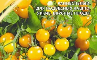 ЯНТАРНЫЕ БУСЫ