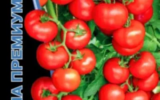 УРАЛЬСКИЙ ЭКСПРЕСС