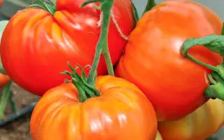 ЛЕГЕНДА КОКТЕБЕЛЯ