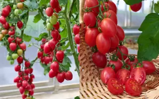 МАЛИНОВОЕ ПЛАМЯ