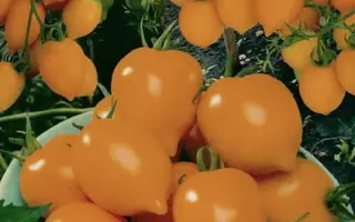 ЛИМОНАДНЫЙ ДЖО