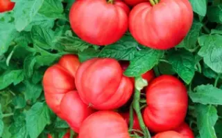 МАЛИНОВЫЙ ВОСТОРГ