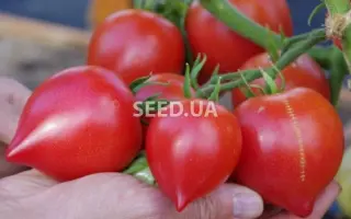 ПАПИНА ДОЧКА