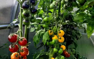 НУАР КОКТЕЙЛЬ