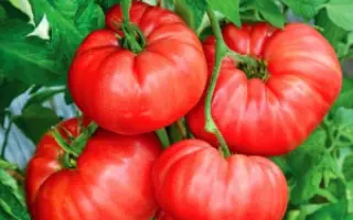 САХАРНАЯ ГОЛОВА