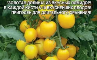 ЗОЛОТАЯ ДОЛИНА