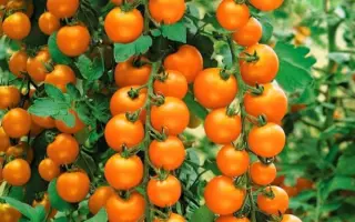 РАПУНЦЕЛЬ КОСЫ ЗОЛОТЫЕ