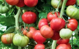 МАЛИНОВСКИЙ