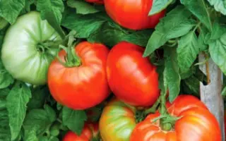 САХАРНАЯ МОЛНИЯ