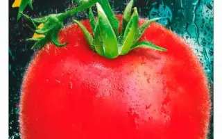 КРАСНЫЙ БАРХАТ