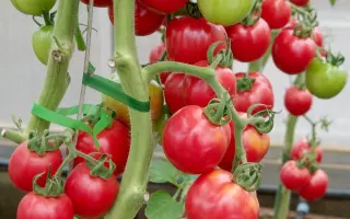 РОЗОВЫЙ ШАР