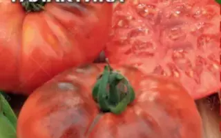 ОГНЕННАЯ ГАЛАКТИКА