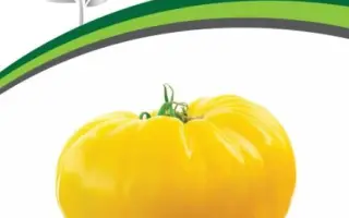 ПРЕЛЕСТЬ РОУЗЫ