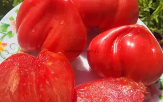 МЕДВЕЖЬЕ СЕРДЦЕ