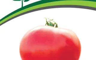 ПИНК ИНТУИШН