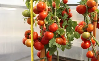 МАДАМ ПОМПАДУР