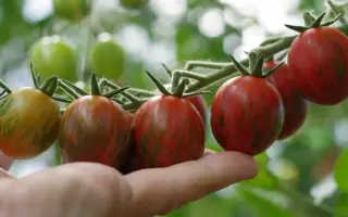 ТИГРОВЫЙ КОКТЕЙЛЬ