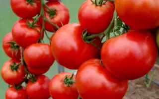 КРАСНЫЙ ФАКЕЛ