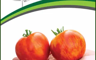 СЕРДЦЕВИДНЫЙ ПОЛОСАТЫЙ