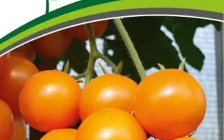 ЯНТАРНАЯ КАПЛЯ