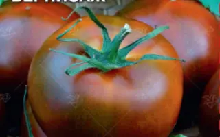 ЧЕРНЫЙ ВЕРНИСАЖ