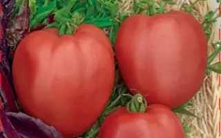 ЦИЛИНДРА МАЛИНОВАЯ