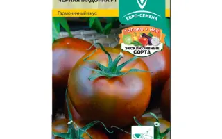 ЧЕРНАЯ МАДОННА