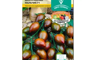 ШОКОЛАДНЫЙ МАЛЬЧИК