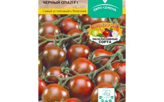 ЧЕРНЫЙ ОПАЛ