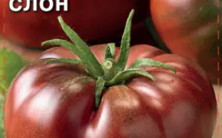 ШОКОЛАДНЫЙ СЛОН