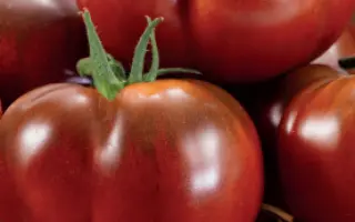 БЕГЕМОТ КОРИЧНЕВЫЙ