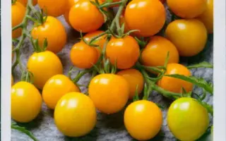 ЗОЛОТАЯ КОРОНА