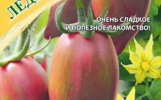 ЛЕДЕНЕЦ РОЗОВЫЙ
