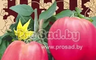 ТЮЛЕНЬКА РОЗОВАЯ