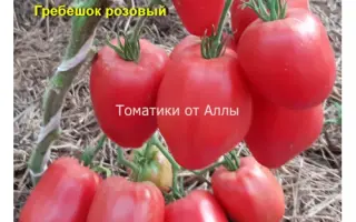 ГРЕБЕШОК РОЗОВЫЙ