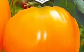 СЕРДЦЕ ВЕЛИКАНА ОРАНЖЕВОЕ