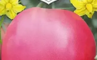 СЕРДЦЕ ВЕЛИКАНА МАЛИНОВОЕ