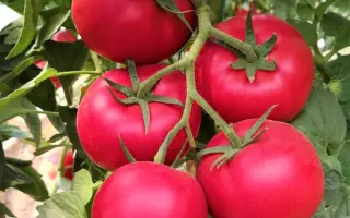 МУЛЬТИСТАР