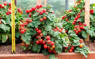 КАМЕННЫЙ ЦВЕТОК