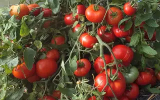 МОНГОЛ КАРЛИК