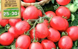 СТОЛИЧНАЯ ШТУЧКА