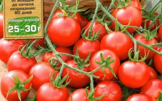 ЗВЕЗДНАЯ РОССЫПЬ