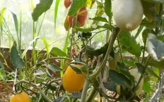 СОСУЛЬКА КРЕМОВАЯ