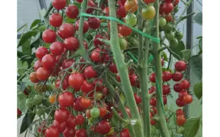 КАСКАД КОРАЛЛОВЫЙ