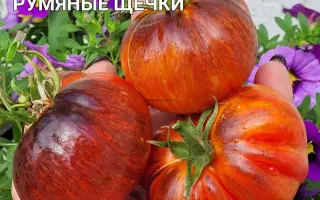 АППЕТИТНЫЕ ЩЕЧКИ