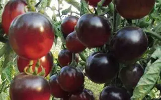 КАСКАД ШОКОЛАДНЫЙ