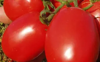 ДАЧНЫЙ ПРИПАС